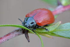 Chrysomela saliceti