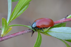 Chrysomela saliceti