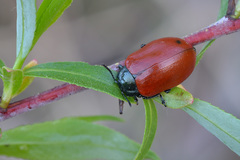 Chrysomela saliceti