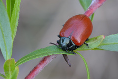Chrysomela saliceti