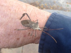 Acanthocephala declivis