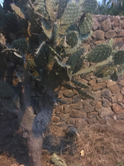 Opuntia atropes