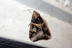 Drasteria grandirena