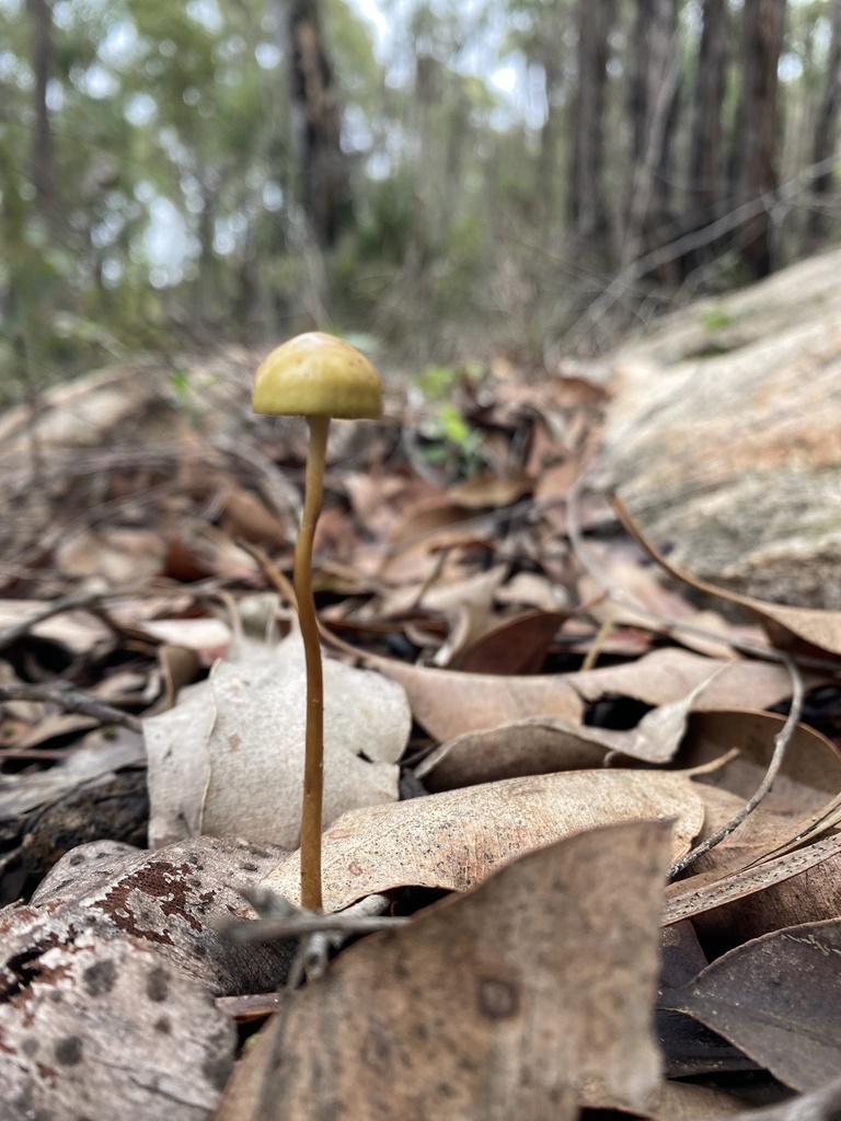 Protostropharia semiglobata · July 2025 · photo: © enrica38 (iNaturalist, cc-by)