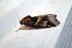 Drasteria grandirena