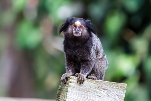 Black-tufted Marmoset