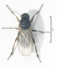 Ischiolepta pusilla