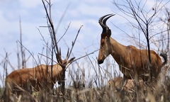 Alcelaphus buselaphus lelwel