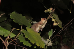 Microcebus lehilahytsara