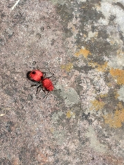 Dasymutilla erythrina