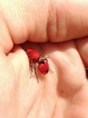 Dasymutilla erythrina