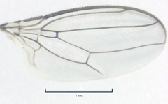 Ischiolepta pusilla