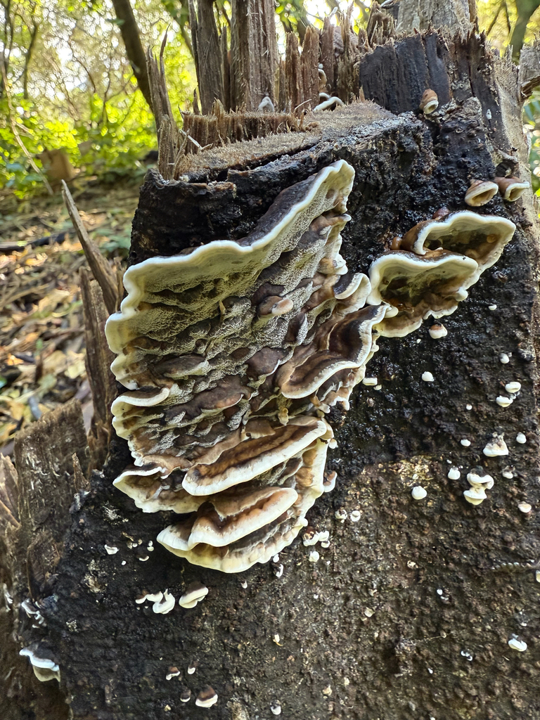 Bjerkandera adusta · July 2025 · photo: © pluckytree (iNaturalist, cc-by)