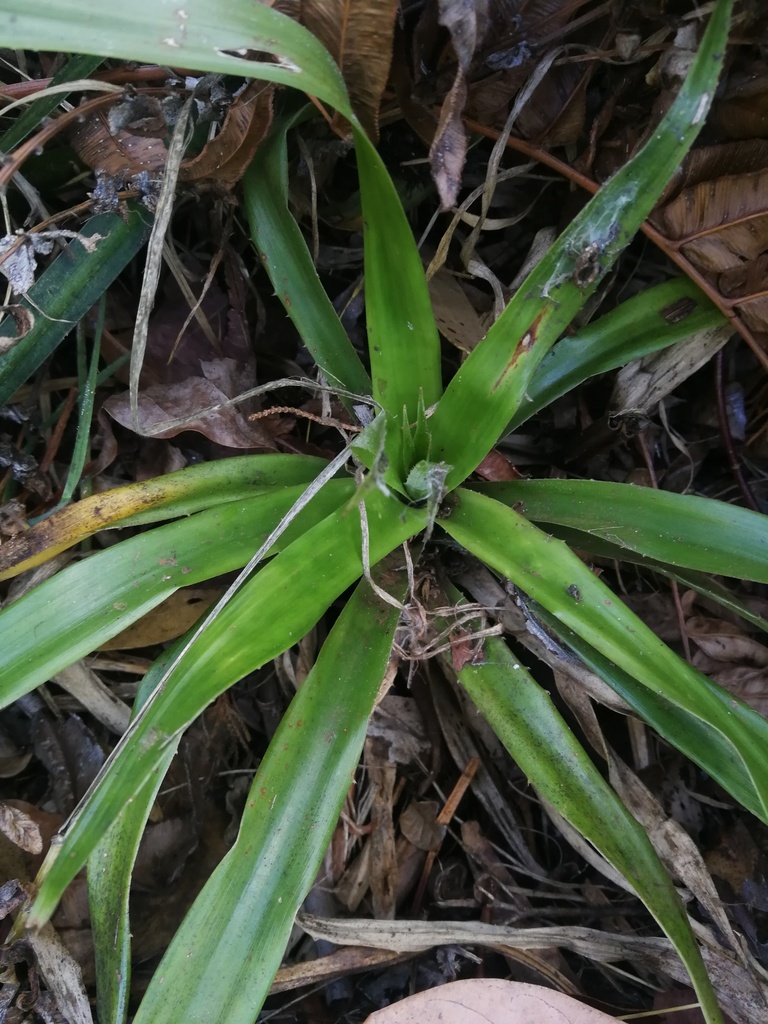 Greigia berteroi