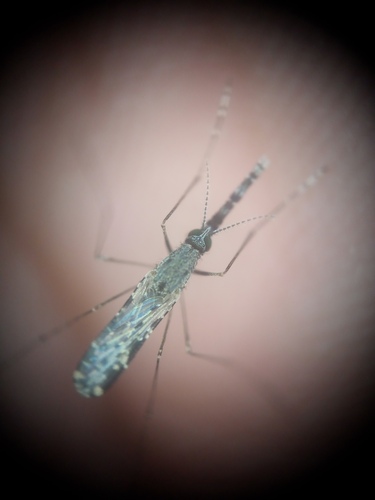 Anopheles triannulatus