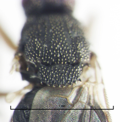 Ischiolepta pusilla