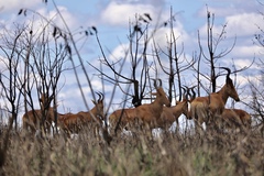 Alcelaphus buselaphus lelwel