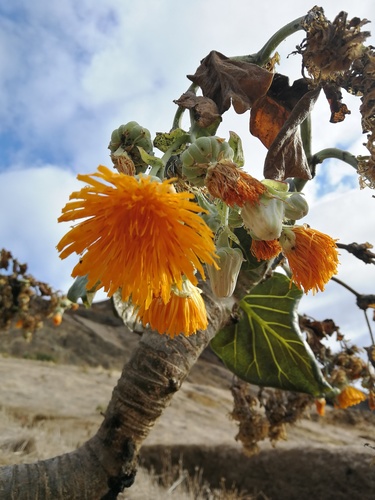 Sonchus brassicifolius, photograph 1