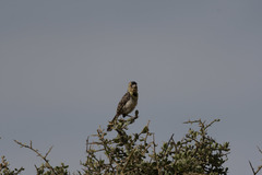 Trachyphonus darnaudii