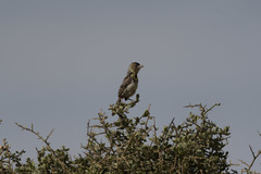 Trachyphonus darnaudii