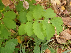 Chelidonium majus