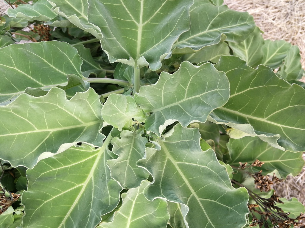 Nicotiana cordifolia; photograph author not stated, no rights reserved
