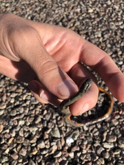 Diadophis punctatus regalis