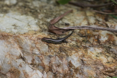 Trachylepis gravenhorstii