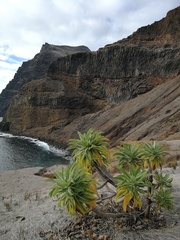 Dendroseris pruinata