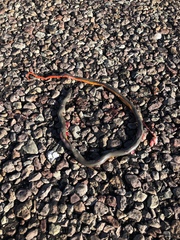 Diadophis punctatus regalis