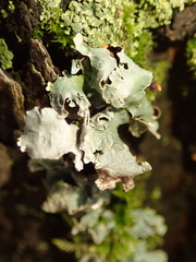 Parmelia sulcata