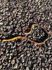 Diadophis punctatus regalis