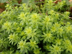 Galium mollugo