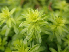 Galium mollugo