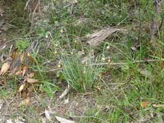 Chrysocephalum baxteri