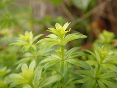 Galium mollugo