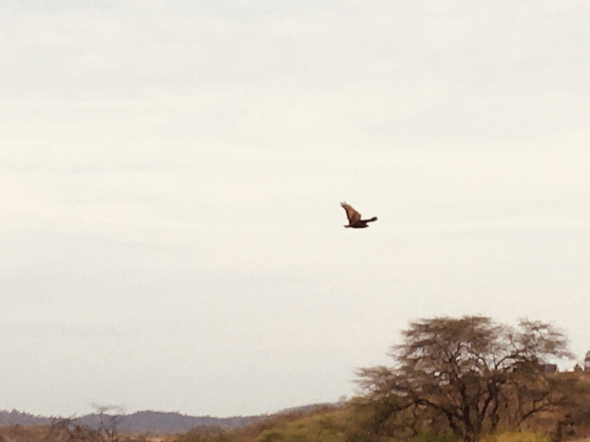 Parabuteo unicinctus image