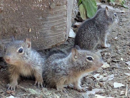 iNaturalist observation photo of Douglas's Ground Squirrel
