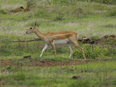 Antilope cervicapra