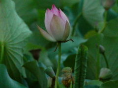 Nelumbo nucifera