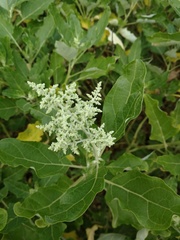 Chenopodium sanctae-clarae