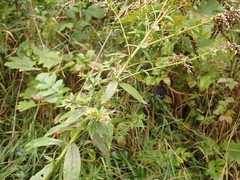 Solidago canadensis