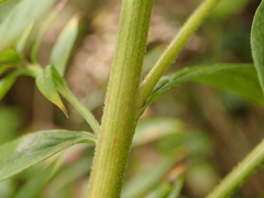 Solidago canadensis