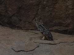 Bubo bengalensis
