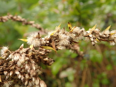 Solidago canadensis