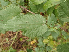 Urtica dioica