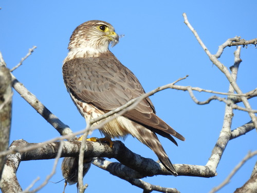 Falconidae image
