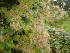 Clematis vitalba
