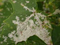 Sawadaea bicornis