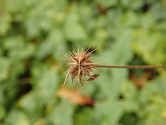 Geum urbanum